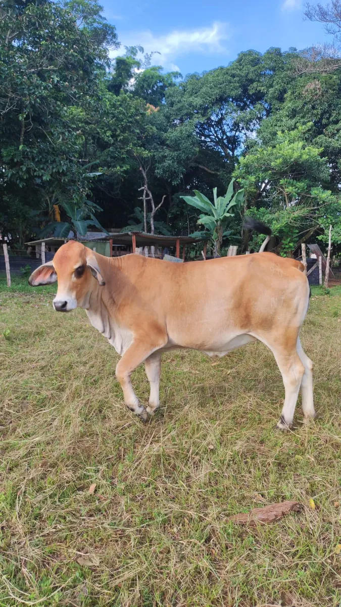 Novilla cruze gyr con 3 meses de preñez  villanueva casanare