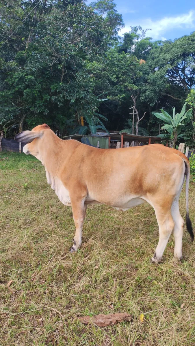 Novilla cruze gyr con 3 meses de preñez  villanueva casanare
