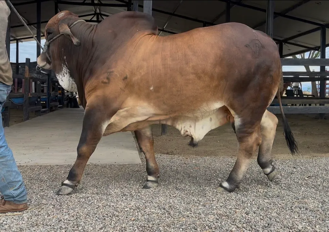 Excelente Oportunidad Genética! Venta de embrión Torete Brahman Rojo Puro,decisión clave para transformar y potenciar tu ganadería 🧬💯🍒