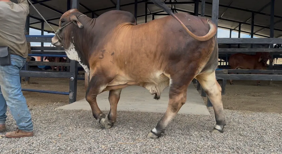 Excelente Oportunidad Genética! Venta de embrión Torete Brahman Rojo Puro,decisión clave para transformar y potenciar tu ganadería 🧬💯🍒