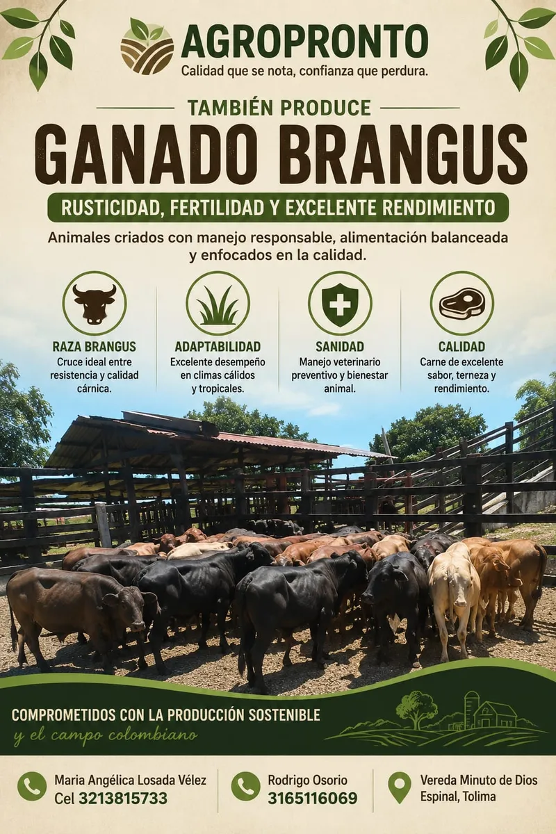 Lote de novillos BRANGUS, 25 machos y 16 hembras