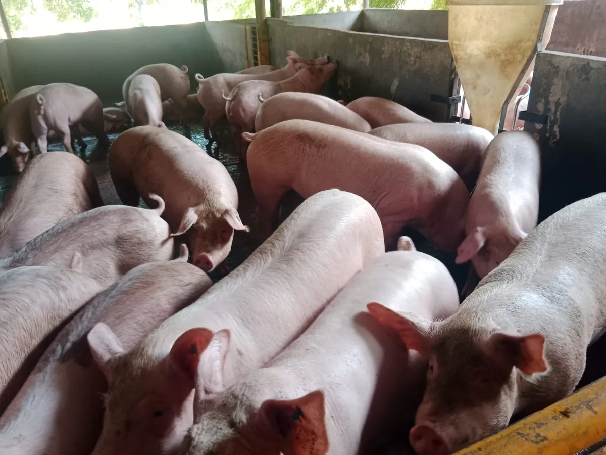 Lote de cerdos pietrains y Duroc... Landrace X Large White