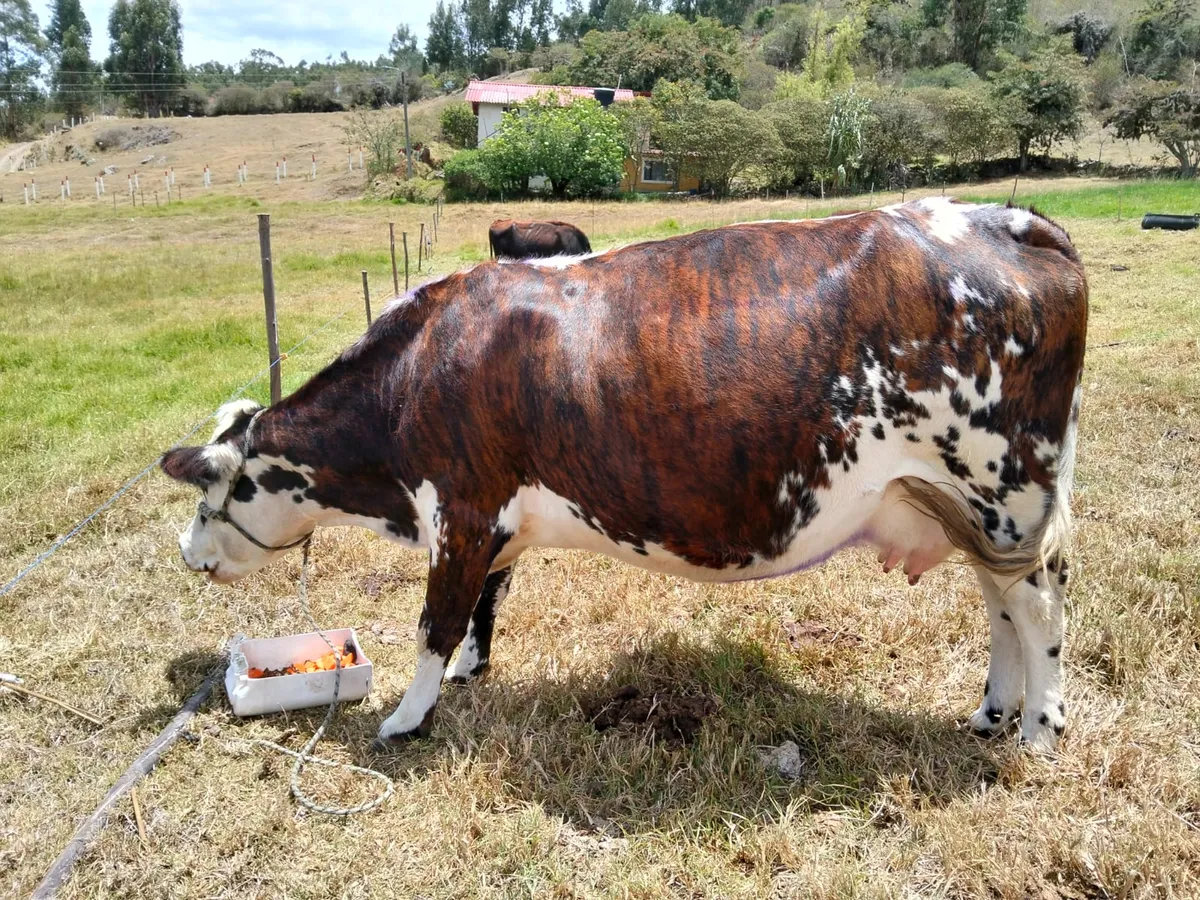 Vista 2 - En venta