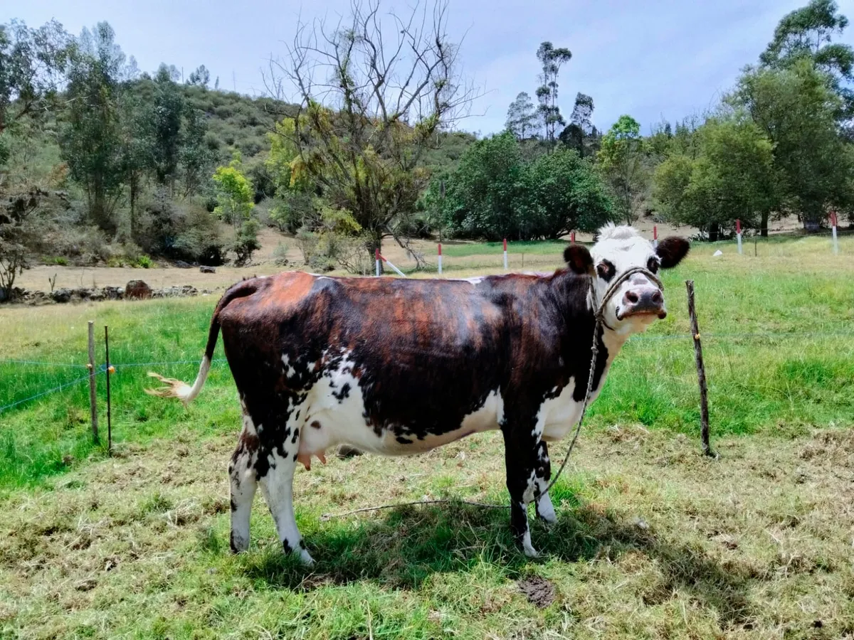 Vista 3 - En venta