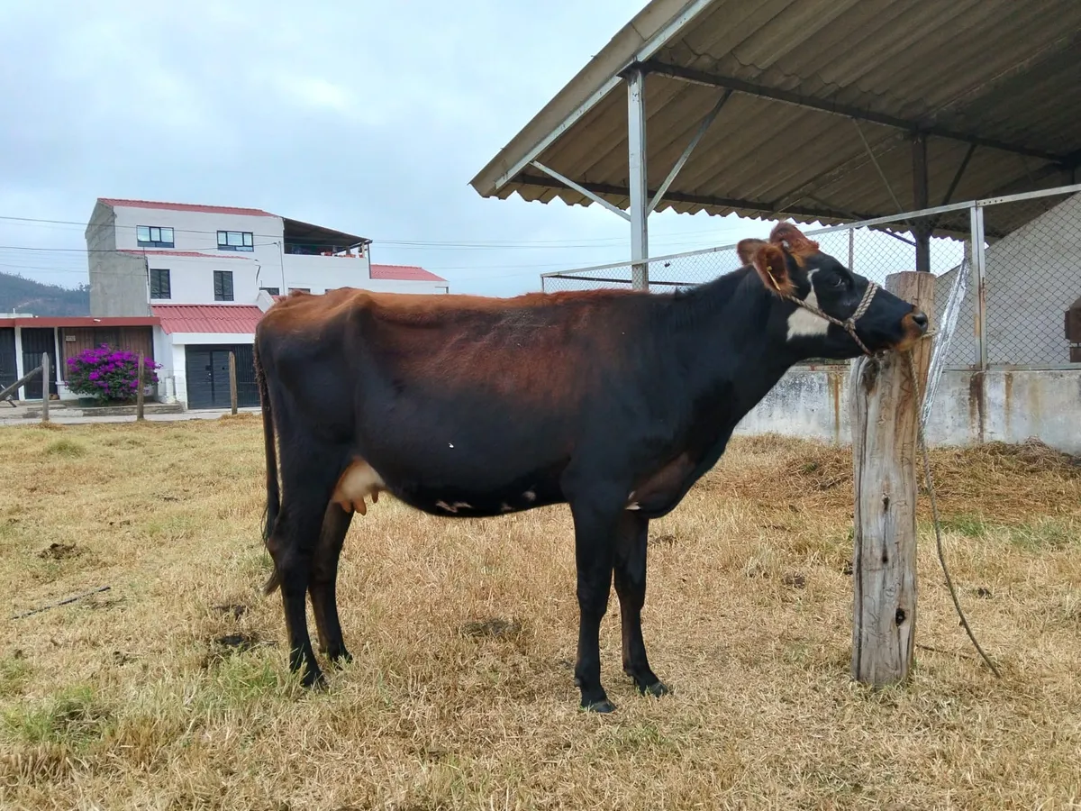 En venta