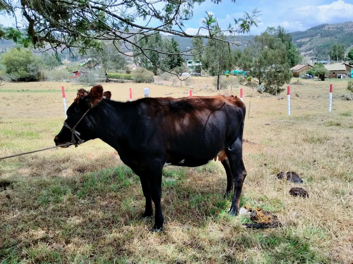Vista 4 - En venta