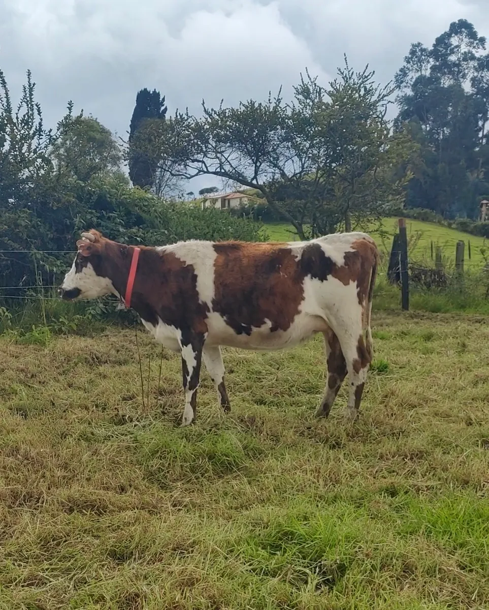 Vaca normanda