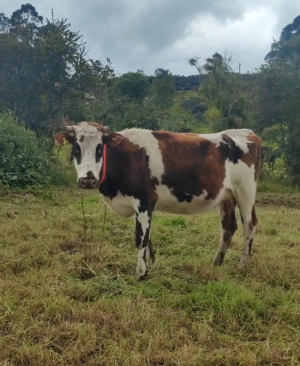 Vista 2 - Vaca normanda