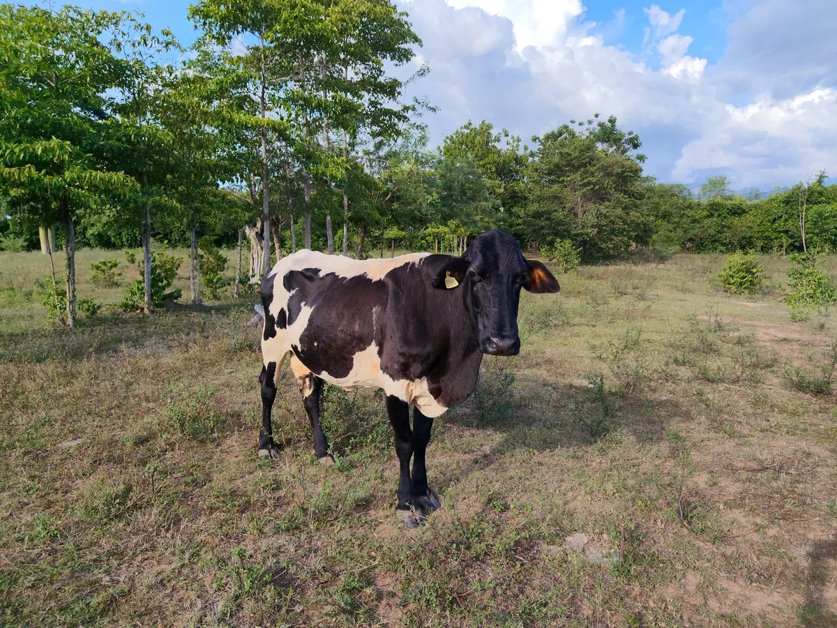 Lote 1 vaca lechera