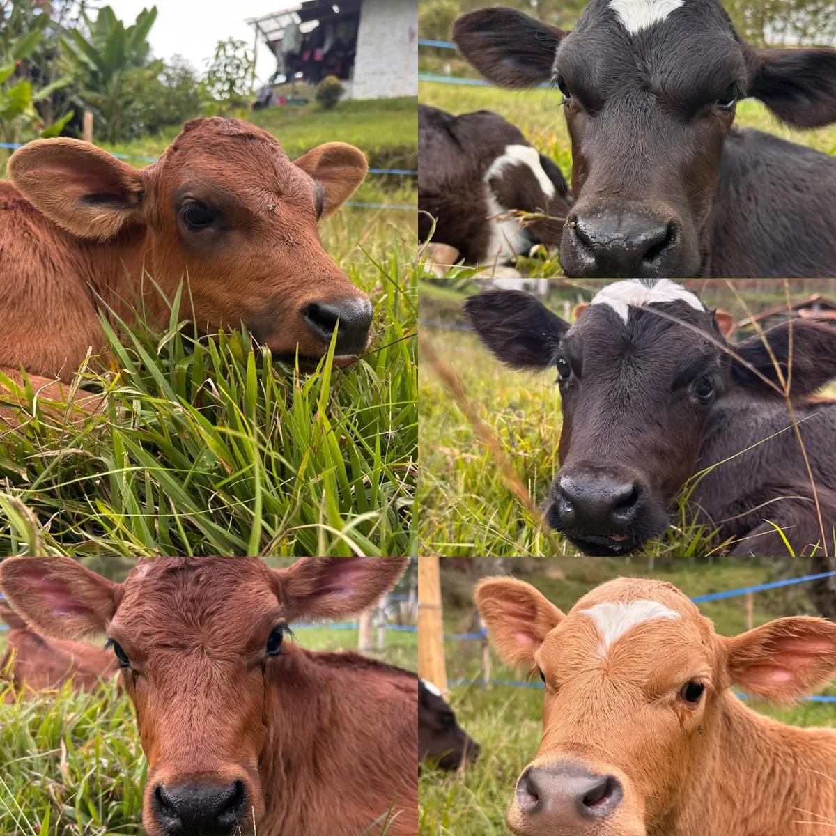 5 terneras tipo leche ya comiendo concentrado y pasto